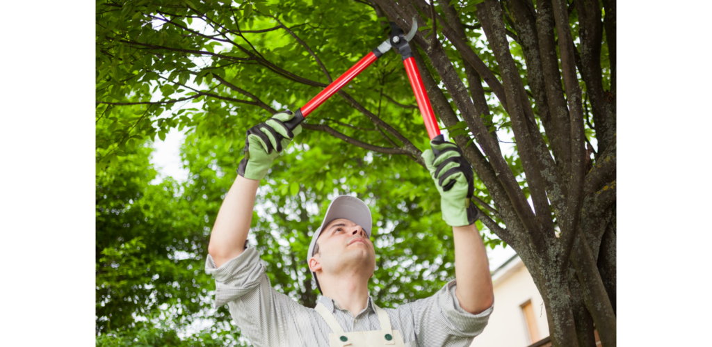 tree trimming for solar spring cleaning